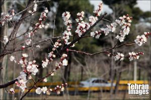 رویش شکوفه های بهاری در بوستان جنگلی چیتگر