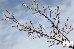 رویش شکوفه های بهاری در بوستان جنگلی چیتگر