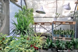 خانه گیاه افرا در شهرک آپادانا