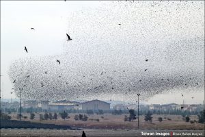 پرندگان مهاجر؛ میهمانان ناخوانده آرادکوه