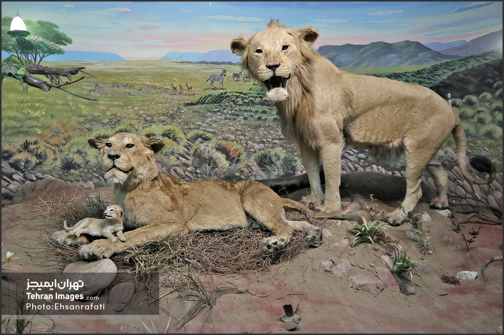 موزه حیات وحش هفت‌چنار