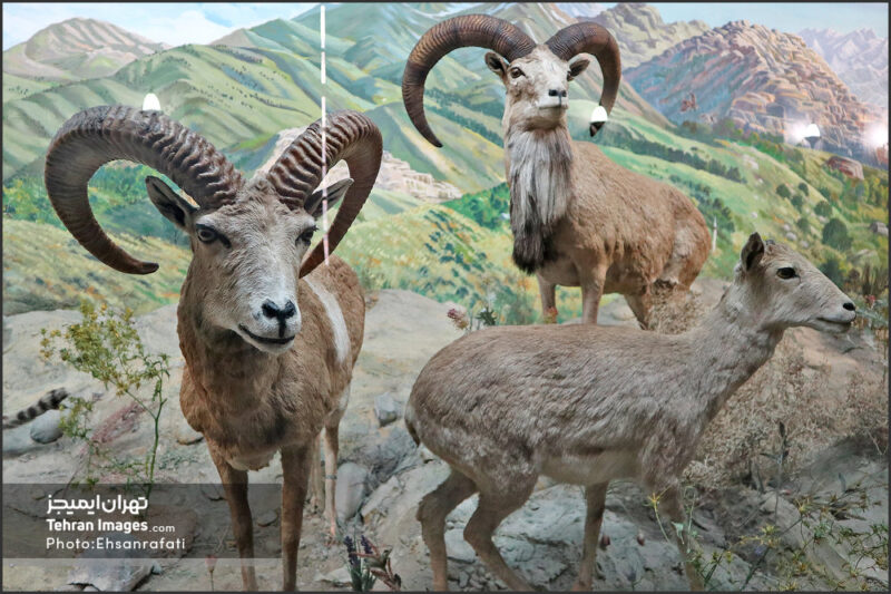 موزه حیات وحش هفت‌چنار